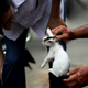 Un gato ofrecido en el Festival de Yulin. AP